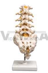 Lumbar Spinal Column